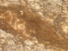 Trentepohlia aurea