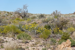Osteospermum microcarpum