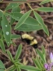 Bombus fervidus