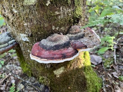 Fomitopsis mounceae