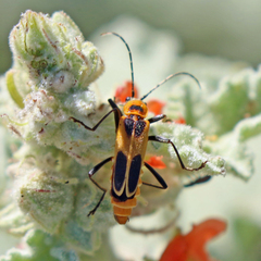 Chauliognathus omissus