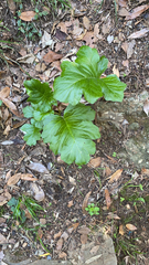 Acanthus mollis