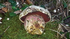 Rubroboletus satanas