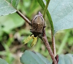 Picromerus bidens