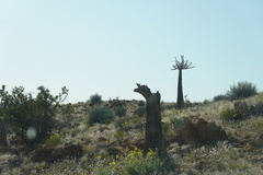 Aloidendron dichotomum