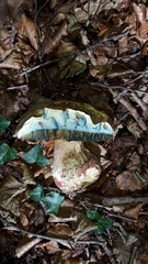Rubroboletus satanas