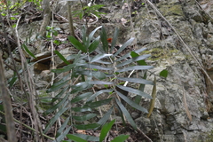 Zamia erosa