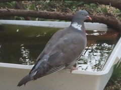 Columba palumbus palumbus