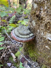 Fomitopsis mounceae