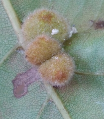 Caryomyia persicoides