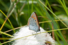 Lycaena dispar