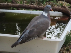 Columba palumbus palumbus