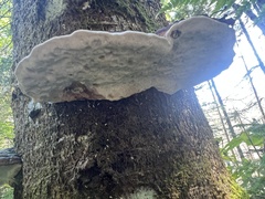Fomitopsis mounceae