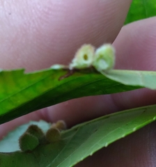 Caryomyia persicoides