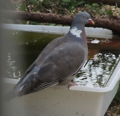 Columba palumbus palumbus