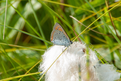 Lycaena dispar