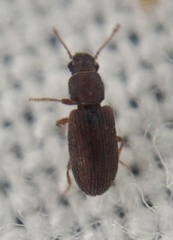 Berginus tamarisci