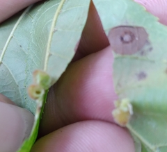 Caryomyia persicoides