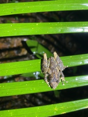 Scinax garbei