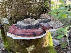 Fomitopsis mounceae