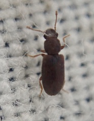 Berginus tamarisci