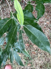 Elaeagnus