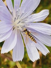 Sphaerophoria scripta