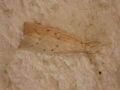 Calamotropha paludella