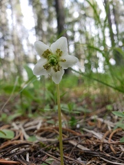 Moneses uniflora