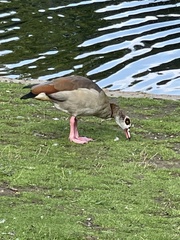 Alopochen aegyptiaca