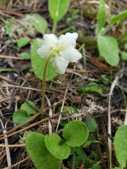 Moneses uniflora