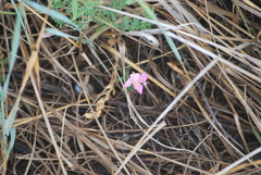 Oenothera canescens