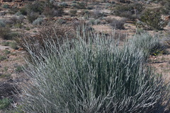 Euphorbia gregaria