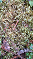 Pleurozium schreberi