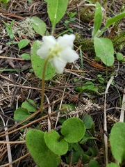 Moneses uniflora