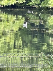 Chroicocephalus ridibundus