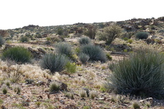 Euphorbia gregaria