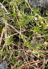 Sagina procumbens