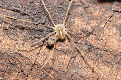 Opiliones