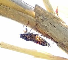 Cicada barbara