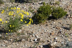Osteospermum microcarpum