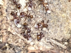Aphaenogaster fulva