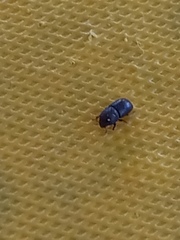 Coleoptera