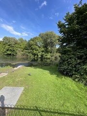 Chroicocephalus ridibundus