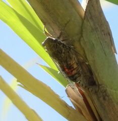Cicada barbara