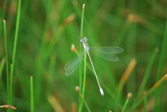 Lestes alacer