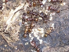 Aphaenogaster fulva