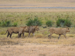 Panthera leo melanochaita