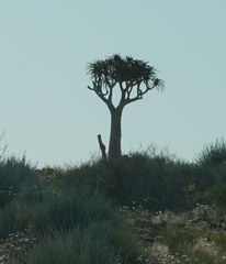 Aloidendron dichotomum