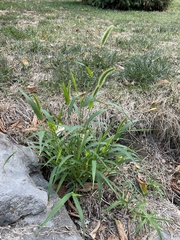 Setaria
